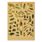 Affiche vintage en papier kraft sur les insectes